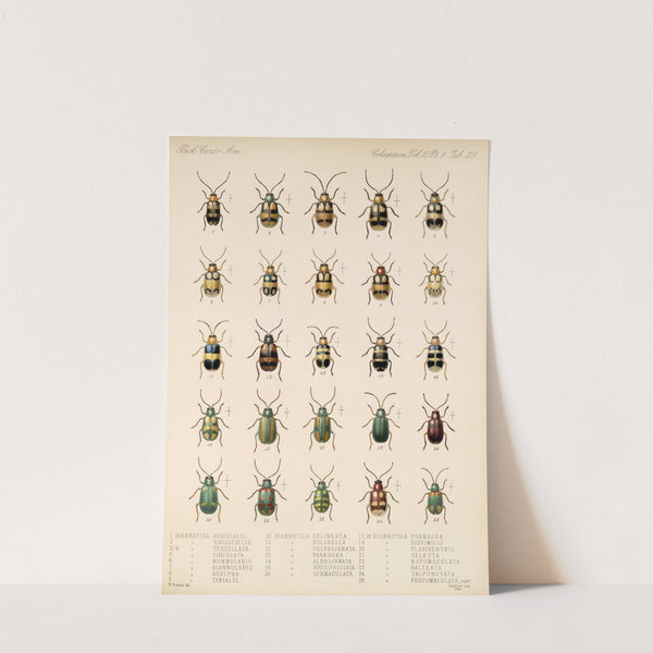 Insecta Coleoptera Pl 261 by Frederick DuCane Godman