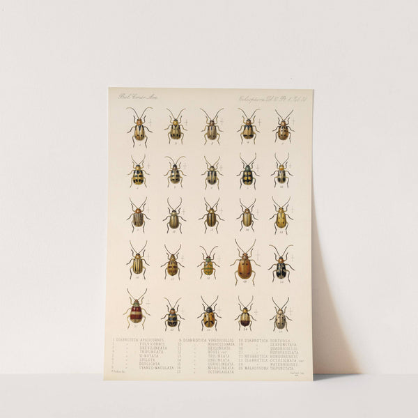 Insecta Coleoptera Pl 262 by Frederick DuCane Godman