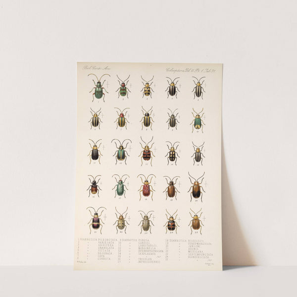 Insecta Coleoptera Pl 263 by Frederick DuCane Godman
