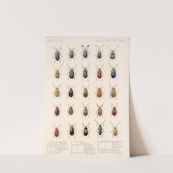 Insecta Coleoptera Pl 265 by Frederick DuCane Godman