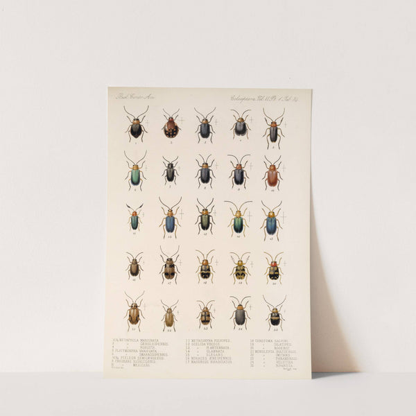 Insecta Coleoptera Pl 266 by Frederick DuCane Godman