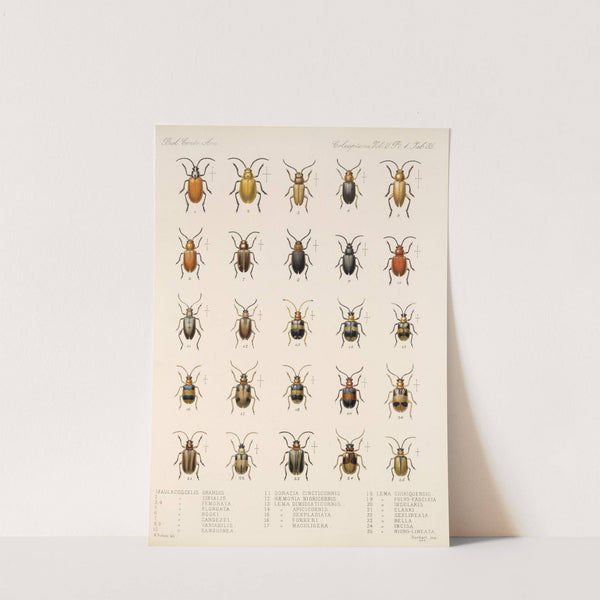 Insecta Coleoptera Pl 267 by Frederick DuCane Godman