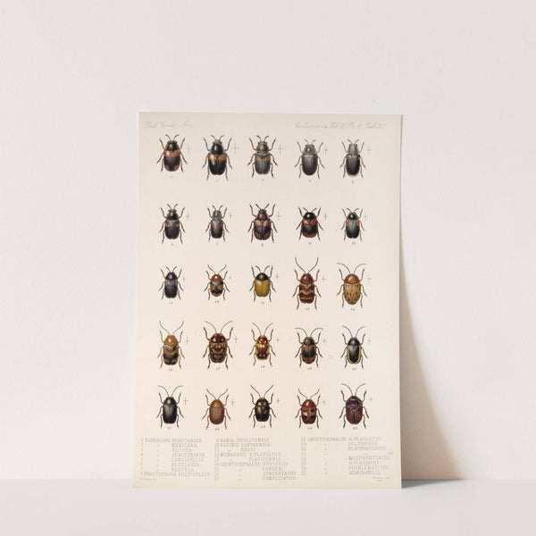 Insecta Coleoptera Pl 269 by Frederick DuCane Godman