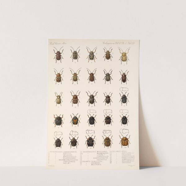 Insecta Coleoptera Pl 271 by Frederick DuCane Godman