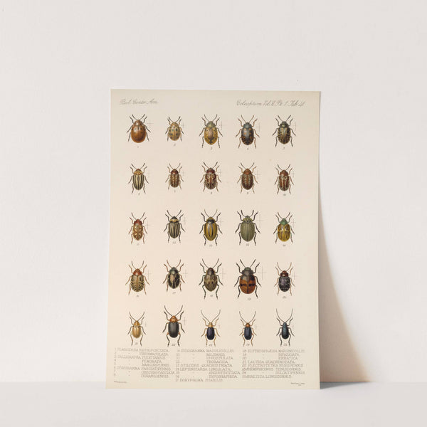 Insecta Coleoptera Pl 273 by Frederick DuCane Godman