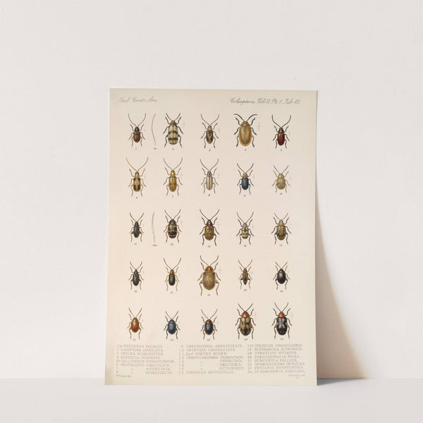 Insecta Coleoptera Pl 274 by Frederick DuCane Godman