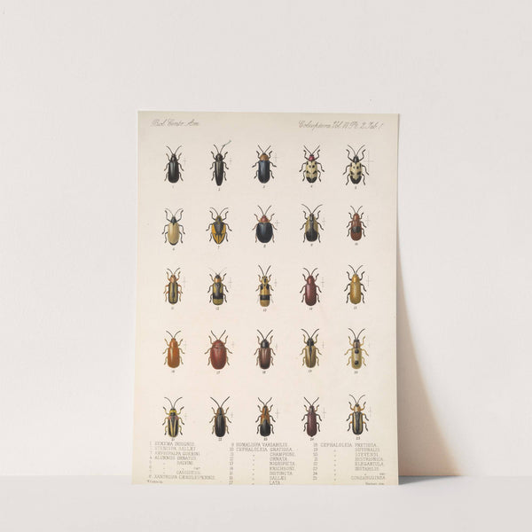 Insecta Coleoptera Pl 276 by Frederick DuCane Godman