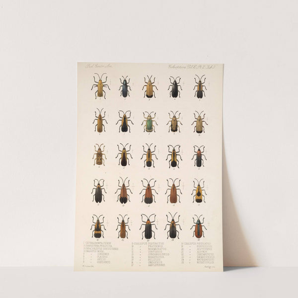 Insecta Coleoptera Pl 278 by Frederick DuCane Godman