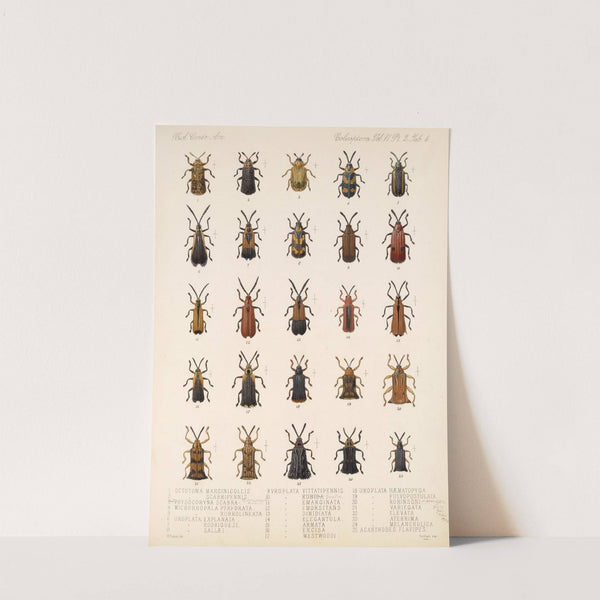 Insecta Coleoptera Pl 279 by Frederick DuCane Godman