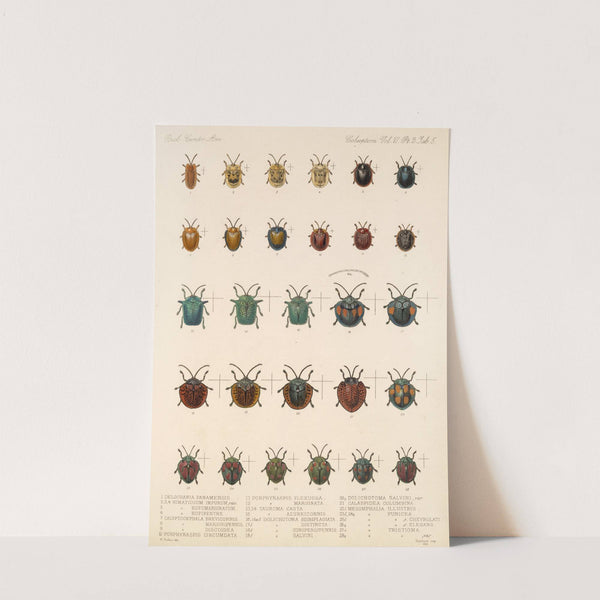 Insecta Coleoptera Pl 280 by Frederick DuCane Godman