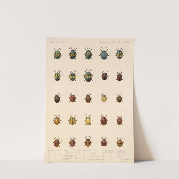 Insecta Coleoptera Pl 281 by Frederick DuCane Godman