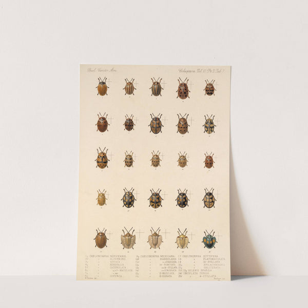 Insecta Coleoptera Pl 282 by Frederick DuCane Godman