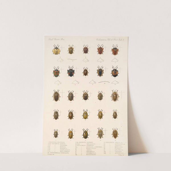 Insecta Coleoptera Pl 283 by Frederick DuCane Godman