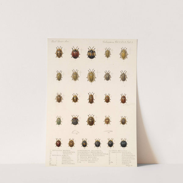 Insecta Coleoptera Pl 284 by Frederick DuCane Godman