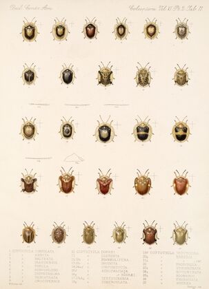 Insecta Coleoptera Pl 286 — size preview