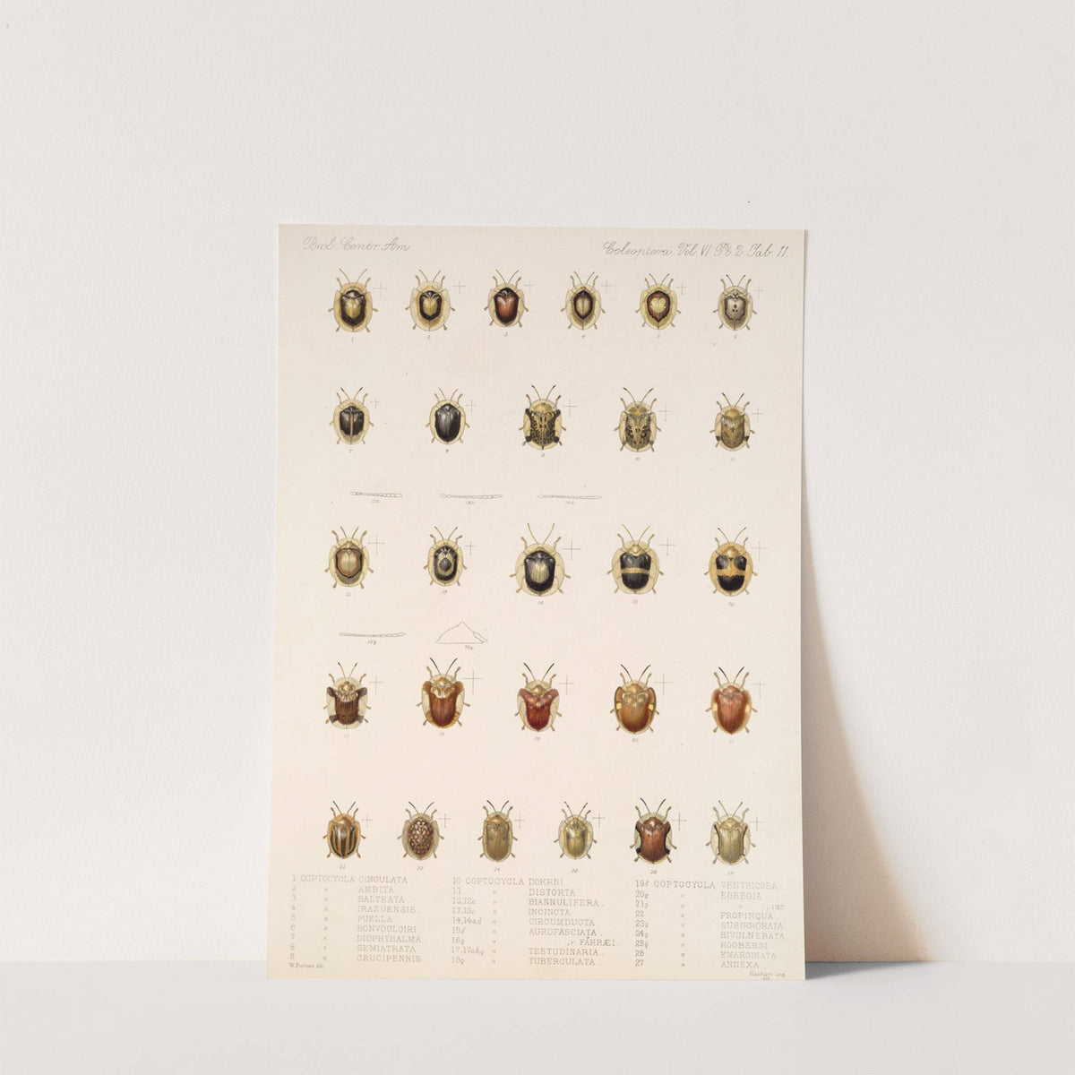 Insecta Coleoptera Pl 286 by Frederick DuCane Godman
