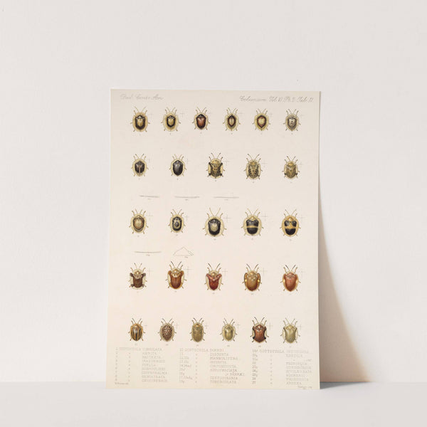 Insecta Coleoptera Pl 286 by Frederick DuCane Godman