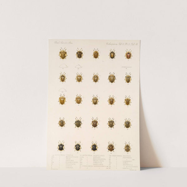 Insecta Coleoptera Pl 287 by Frederick DuCane Godman