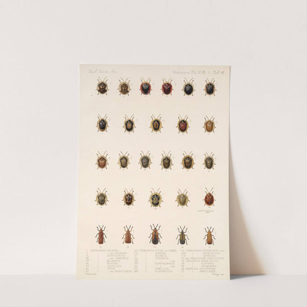 Insecta Coleoptera Pl 288 by Frederick DuCane Godman