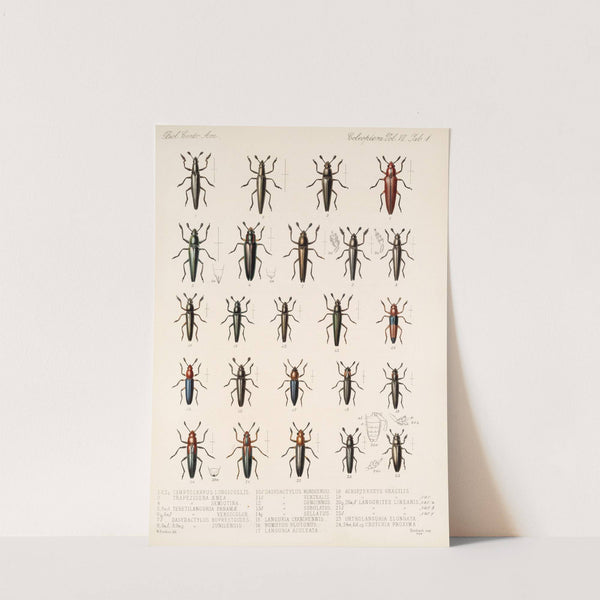 Insecta Coleoptera Pl 289 by Frederick DuCane Godman