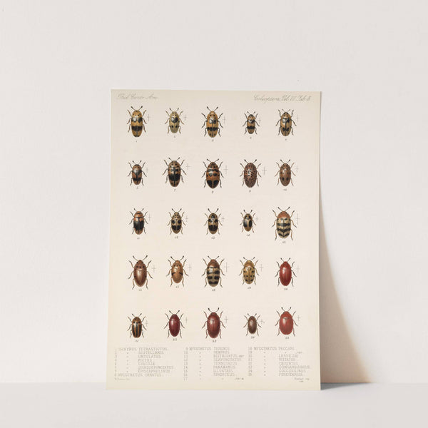 Insecta Coleoptera Pl 291 by Frederick DuCane Godman