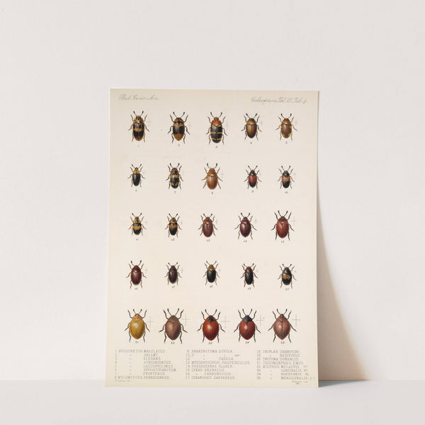 Insecta Coleoptera Pl 292 by Frederick DuCane Godman
