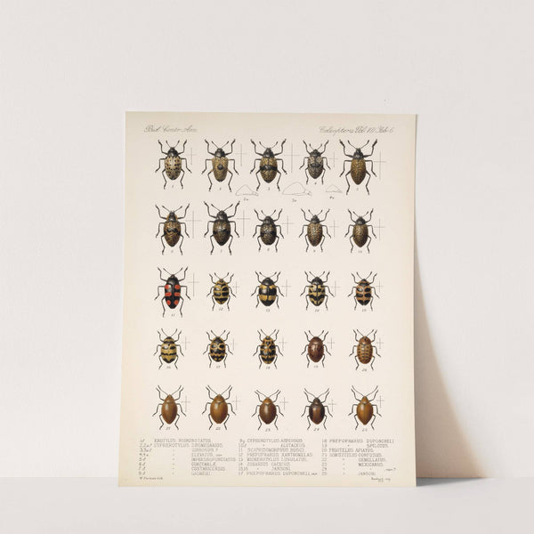 Insecta Coleoptera Pl 294 by Frederick DuCane Godman