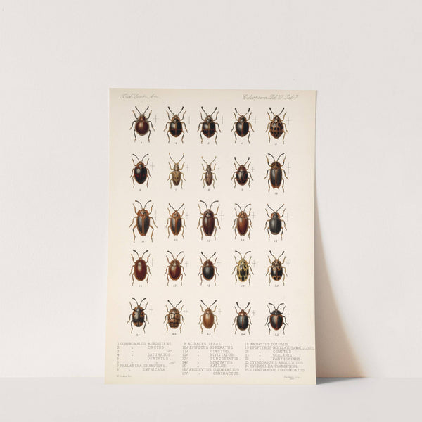 Insecta Coleoptera Pl 295 by Frederick DuCane Godman