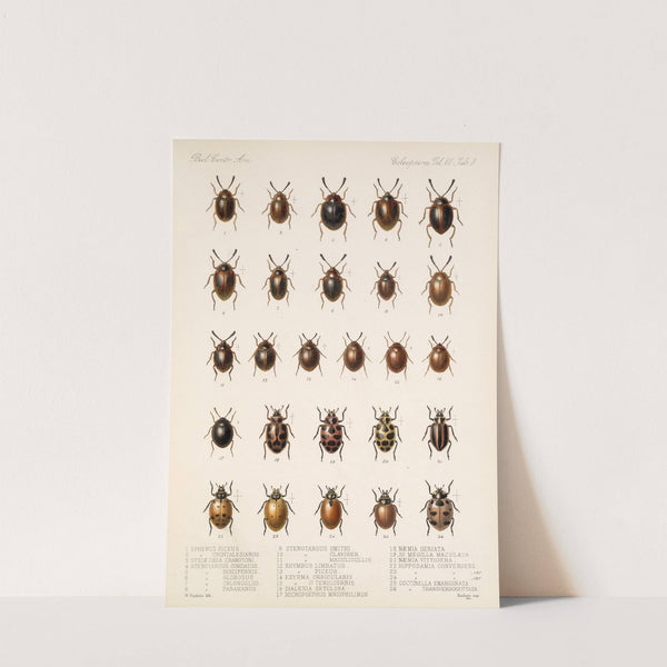 Insecta Coleoptera Pl 296 by Frederick DuCane Godman