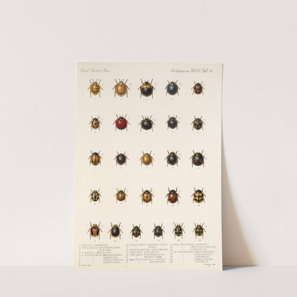 Insecta Coleoptera Pl 298 by Frederick DuCane Godman