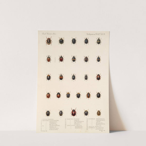 Insecta Coleoptera Pl 300 by Frederick DuCane Godman