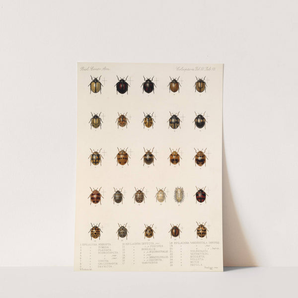 Insecta Coleoptera Pl 301 by Frederick DuCane Godman