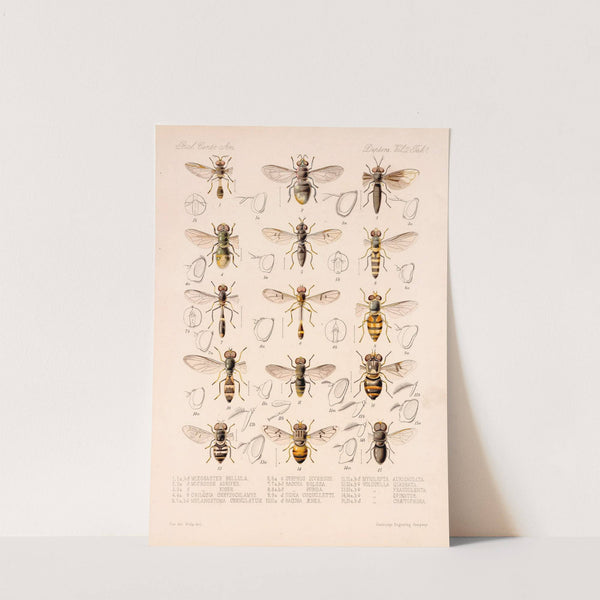 Insecta Diptera Pl 01 by Frederick DuCane Godman