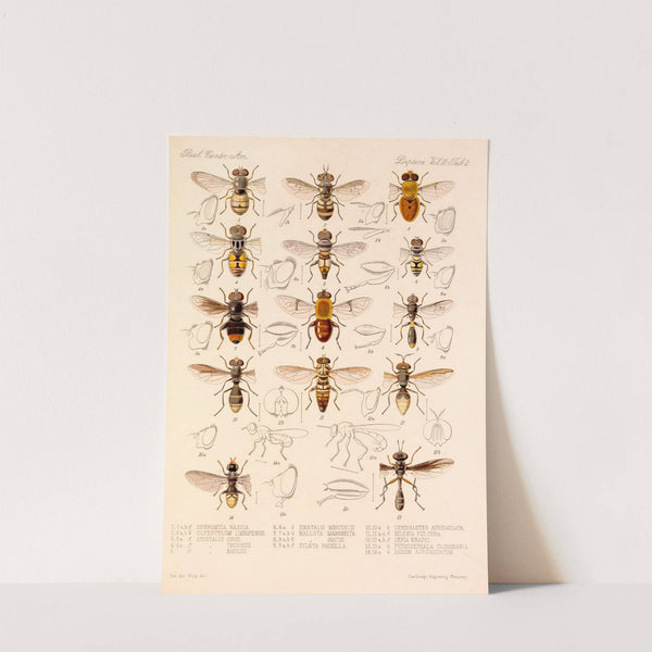 Insecta Diptera Pl 02 by Frederick DuCane Godman