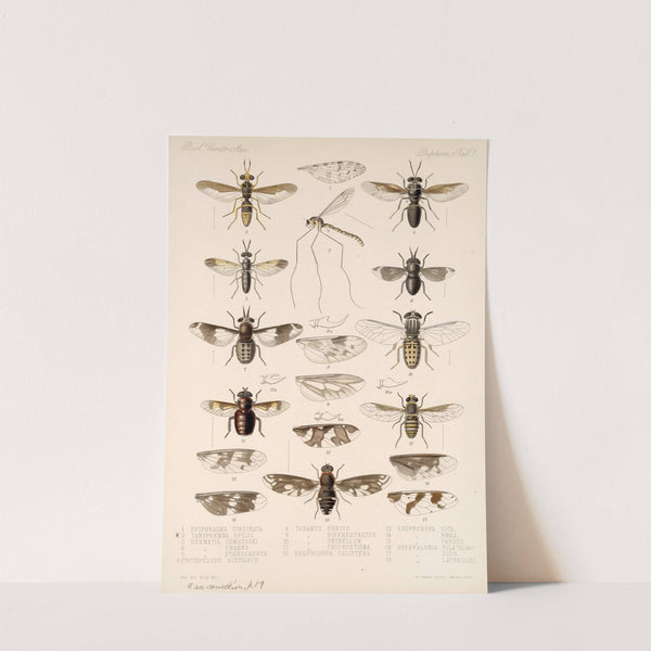 Insecta Diptera Pl 03 by Frederick DuCane Godman