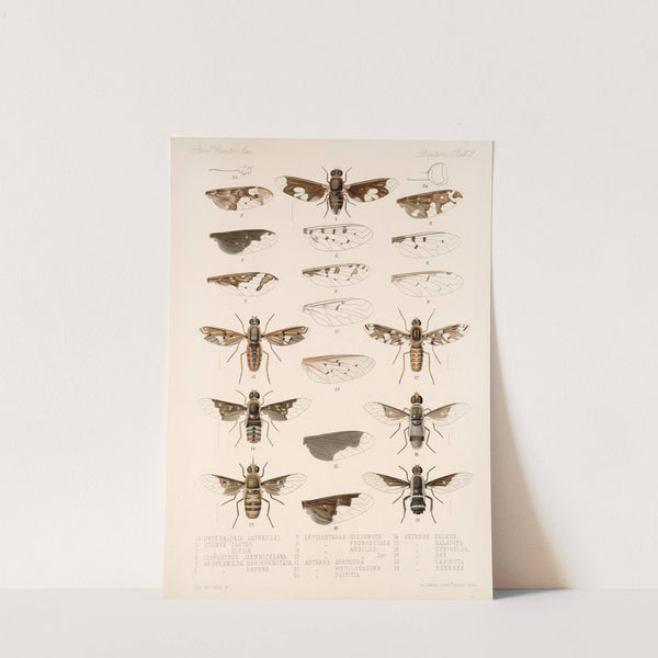 Insecta Diptera Pl 04 by Frederick DuCane Godman