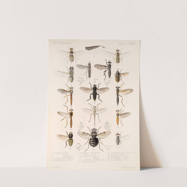 Insecta Diptera Pl 05 by Frederick DuCane Godman