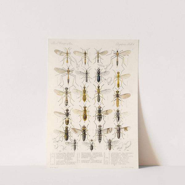 Insecta Diptera Pl 06 by Frederick DuCane Godman