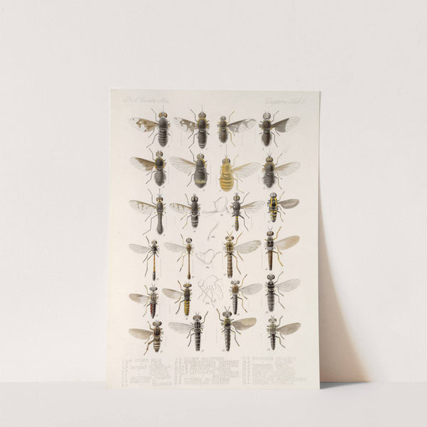 Insecta Diptera Pl 07 by Frederick DuCane Godman