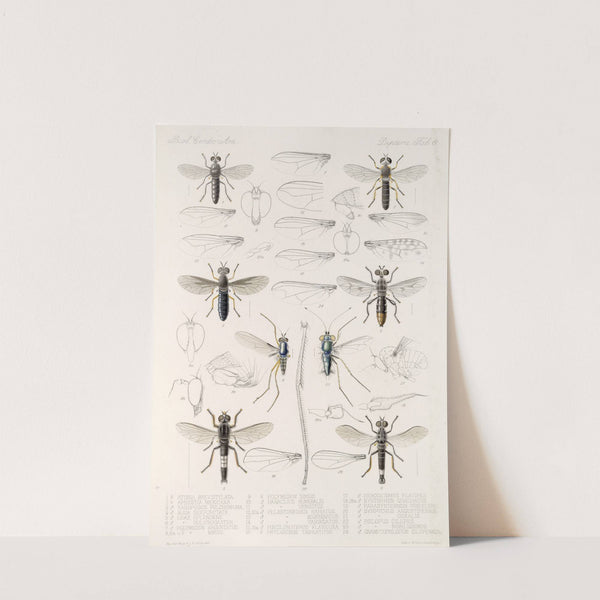 Insecta Diptera Pl 08 by Frederick DuCane Godman