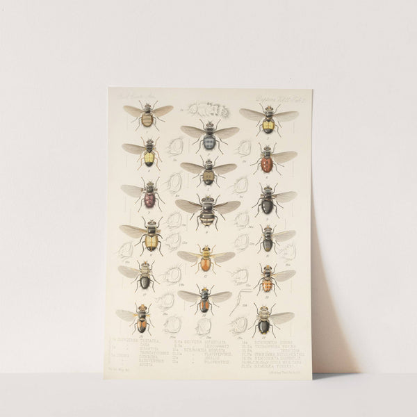 Insecta Diptera Pl 10 by Frederick DuCane Godman
