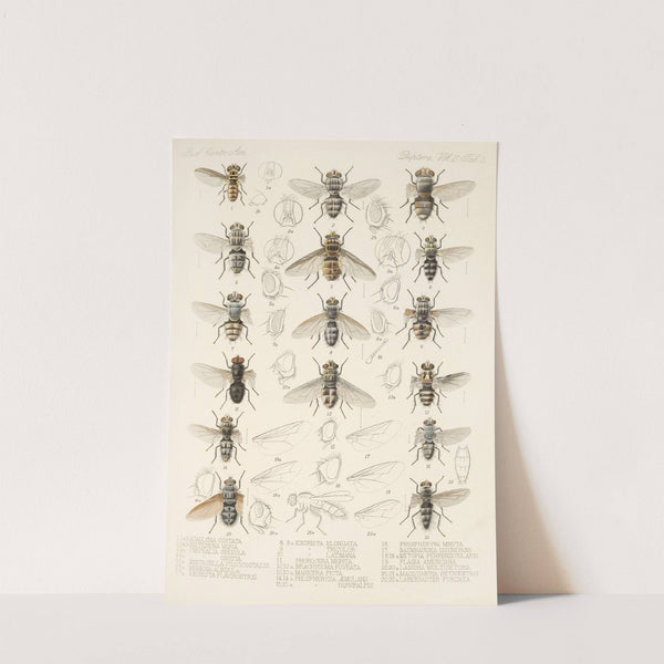 Insecta Diptera Pl 11 by Frederick DuCane Godman