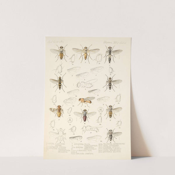 Insecta Diptera Pl 12 by Frederick DuCane Godman