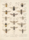 Insecta Diptera Pl 13