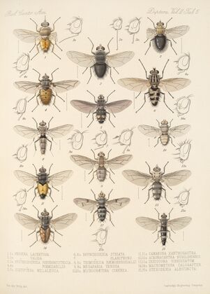 Insecta Diptera Pl 13