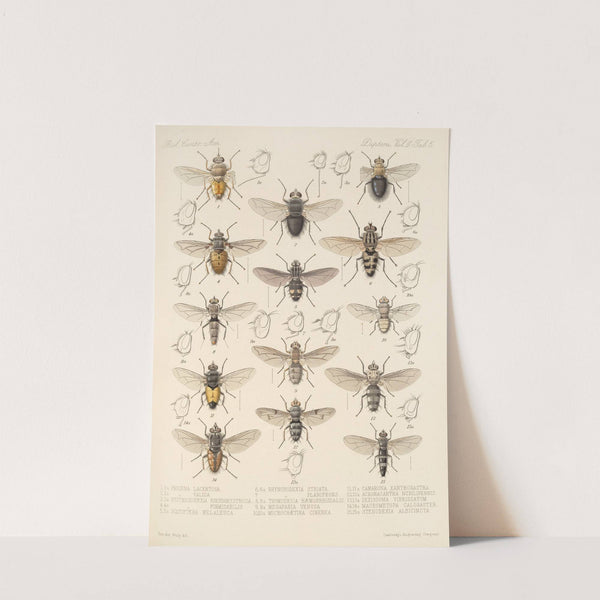 Insecta Diptera Pl 13 by Frederick DuCane Godman