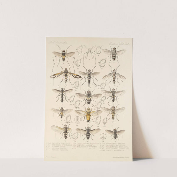 Insecta Diptera Pl 14 by Frederick DuCane Godman