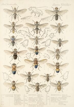 Insecta Diptera Pl 15