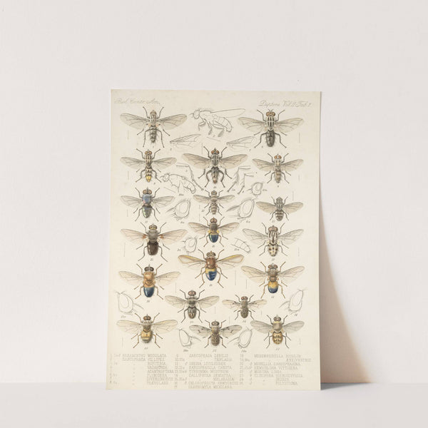 Insecta Diptera Pl 15 by Frederick DuCane Godman