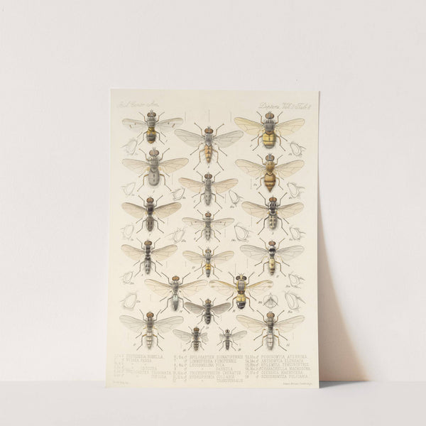 Insecta Diptera Pl 16 by Frederick DuCane Godman